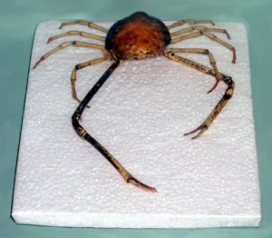 SCP-1104 The Nose Crab