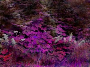 SCP-1009 The Beautiful World